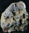Plate of Devonian Ammonites From Morocco - / #14315-1